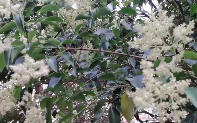 女贞树什么时候开花