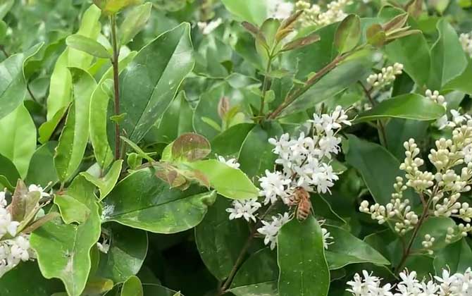 女贞树是蜜源植物吗