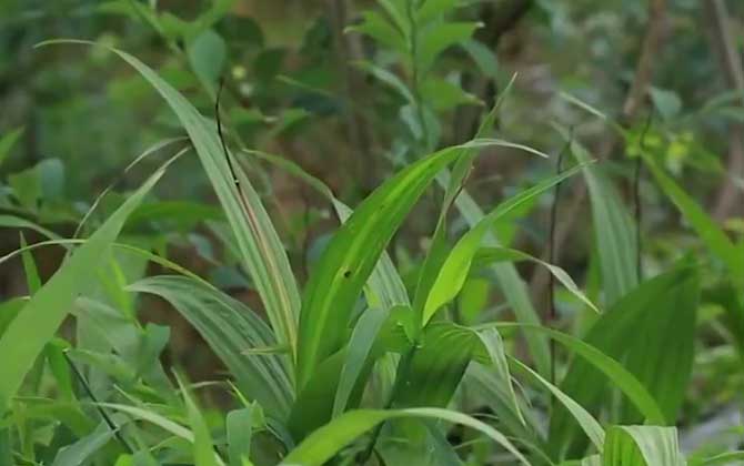 白芨种子怎么种植