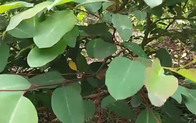 桉树的危害有哪些