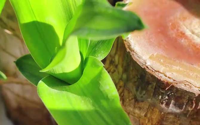 巴西木怎么养才长得好