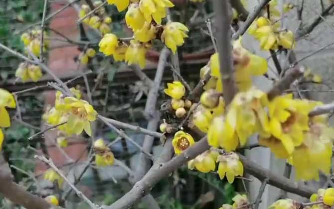 腊梅是什么植物