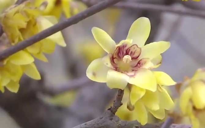 腊梅花怎么养最好