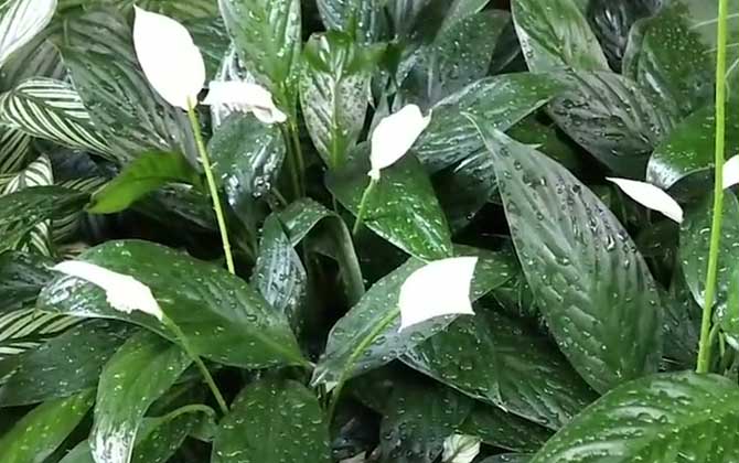 白掌是什么植物