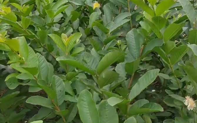 芭乐树是什么植物