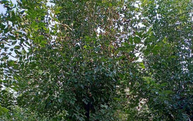 白蜡树是什么植物