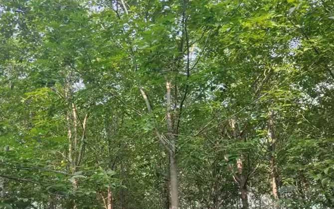 白蜡树苗价格多少钱一株