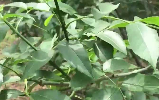 白蜡树种子怎么种植