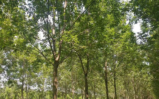 白蜡树是蜜源植物吗