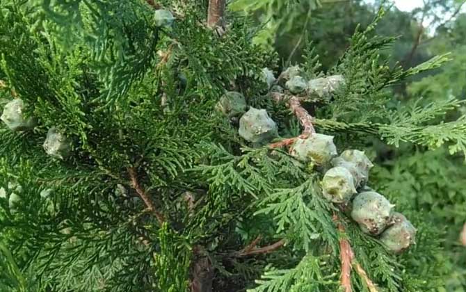 侧柏是什么植物