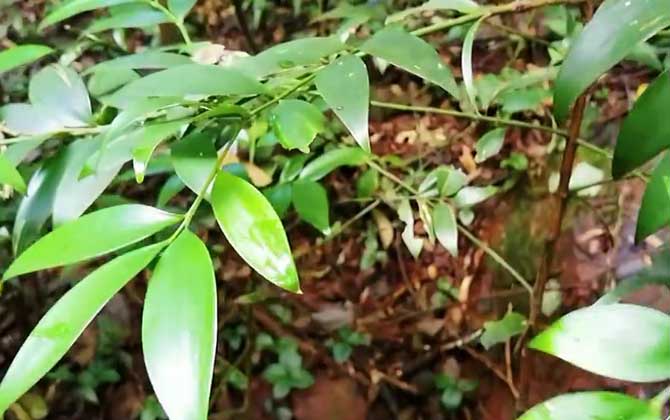 竹柏是什么植物