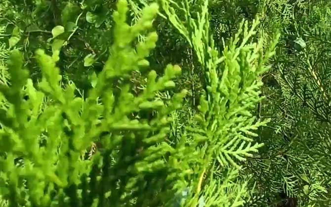 香柏是什么植物