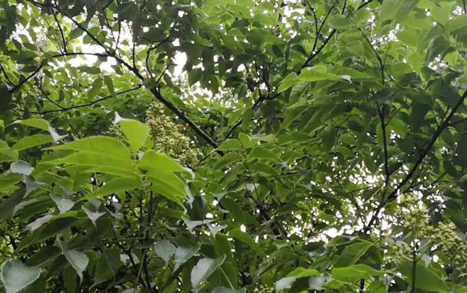 黄柏是什么植物