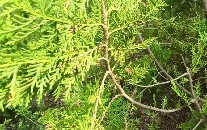 柏树什么时候开花