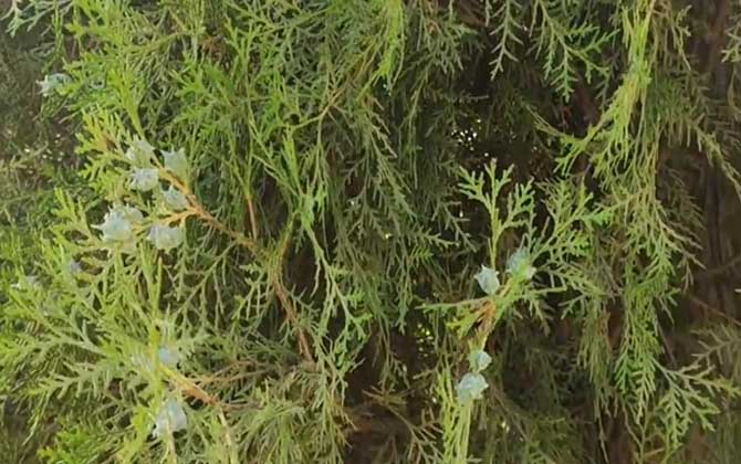 柏树是蜜源植物吗