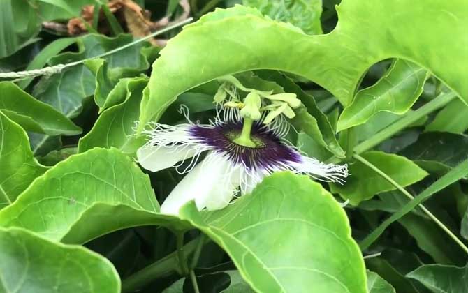 百香果是什么植物