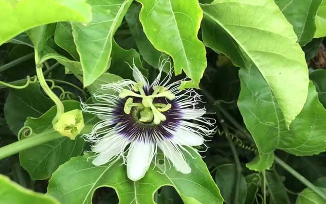 百香果产地在哪里