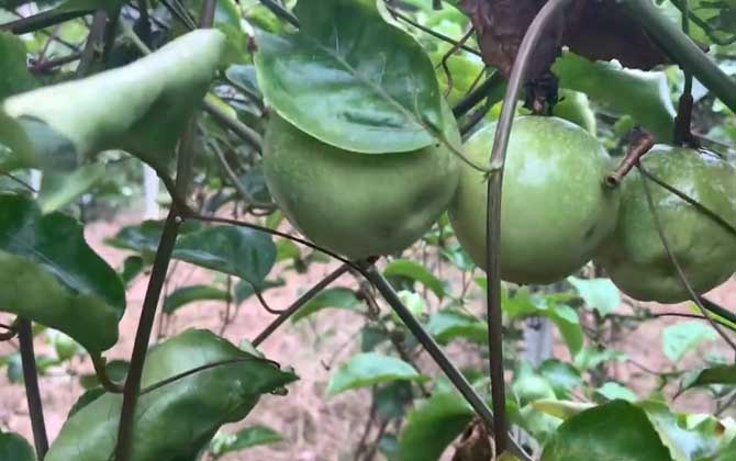 百香果什么时候开花结果