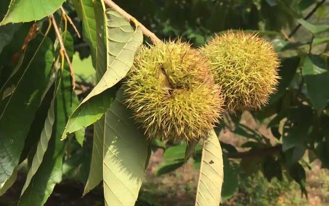 板栗树是什么植物