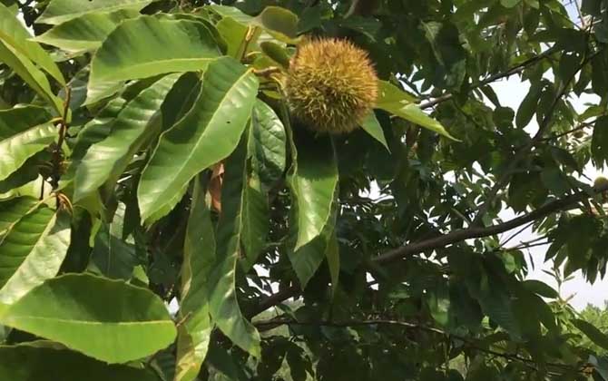 板栗树几年能开花结果