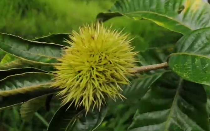 板栗树什么时候开花结果