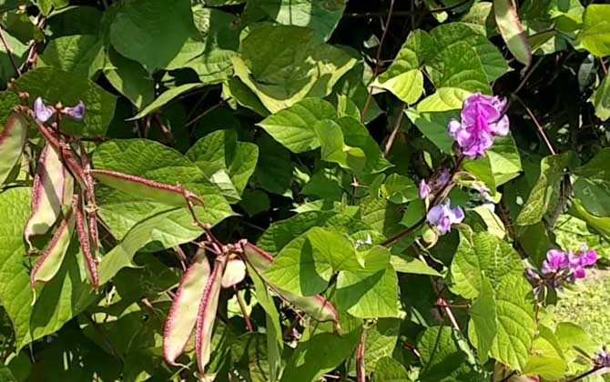 扁豆是什么植物