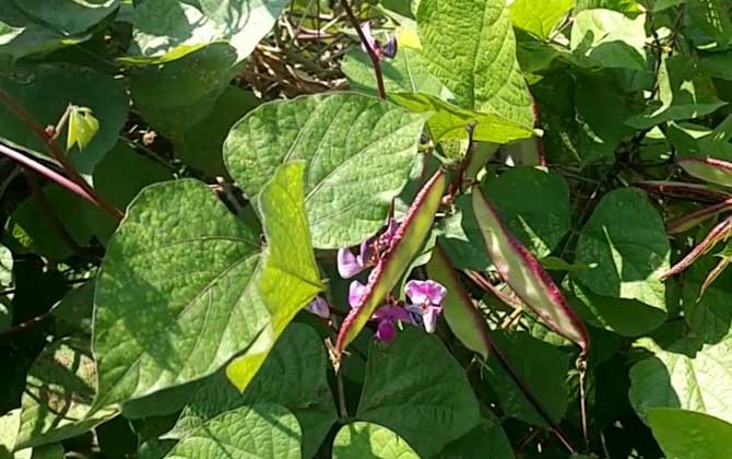 扁豆什么时候开花结果