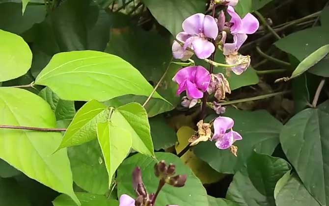 扁豆是蜜源植物吗