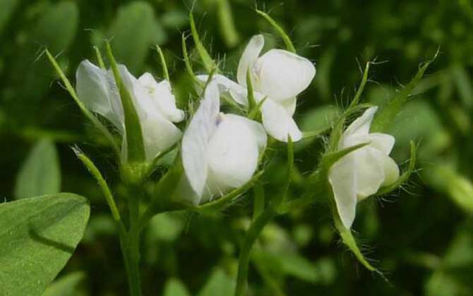 小扁豆是什么植物