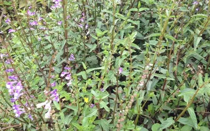 半枝莲是什么植物