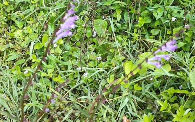 半枝莲是蜜源植物吗