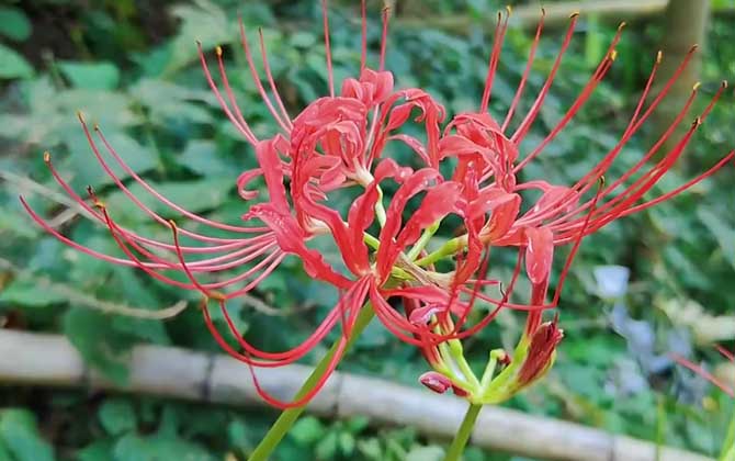 彼岸花什么时候开花