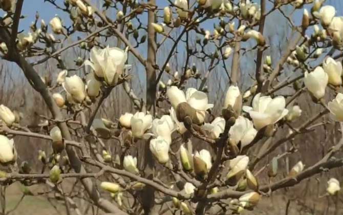 白玉兰是蜜源植物吗