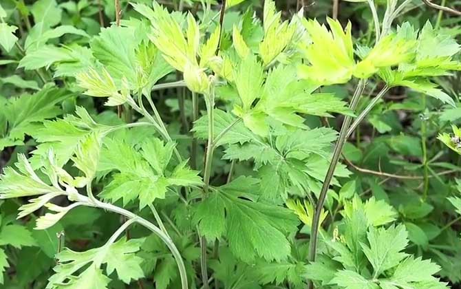 艾草是什么植物