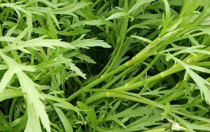 芦蒿是什么植物