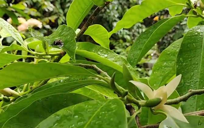 白兰花是什么植物