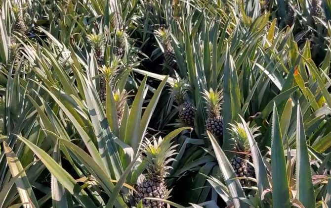菠萝是什么植物