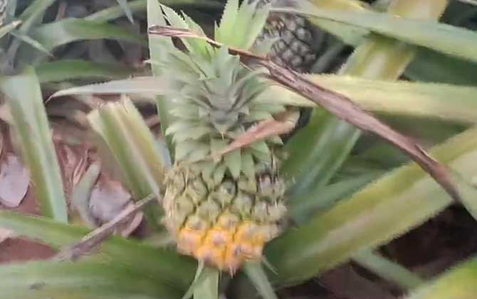 菠萝怎么长的