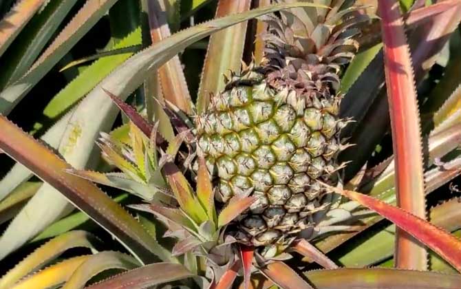 菠萝怎么种植