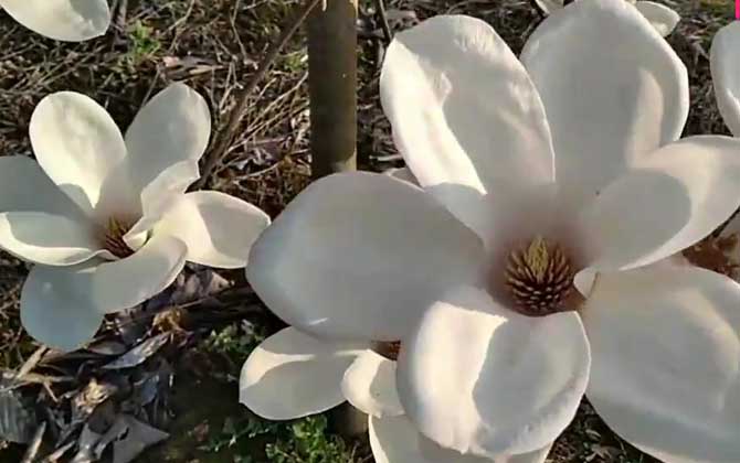 玉兰花是什么植物