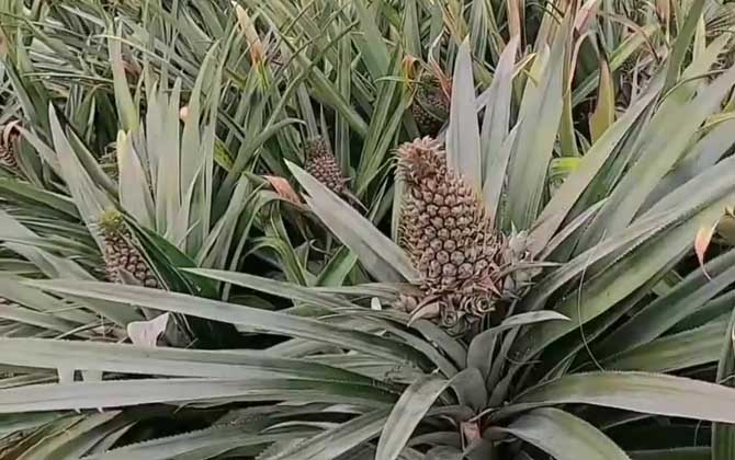 菠萝什么时候开花结果