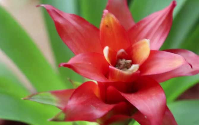 凤梨花价格多少钱一盆