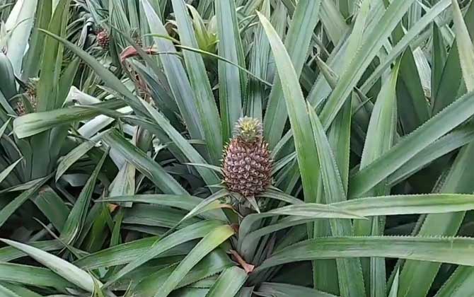 菠萝和凤梨是同一种水果吗