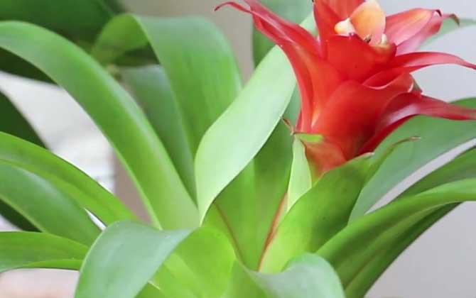 观赏凤梨是什么植物