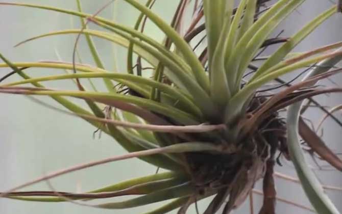 空气凤梨是什么植物