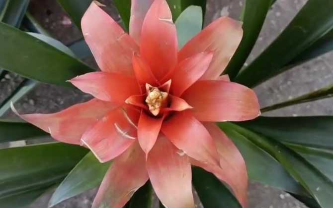 鸿运当头是什么植物