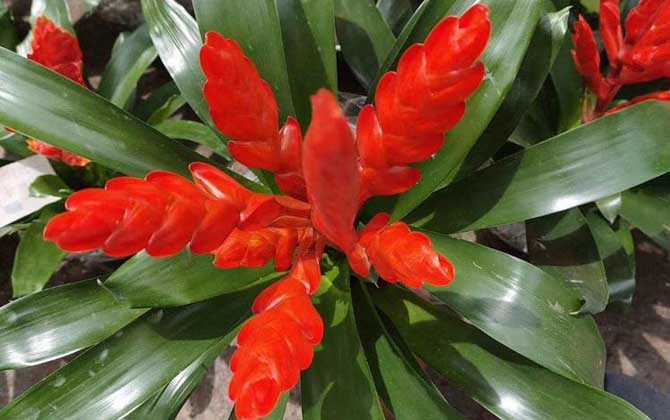 鸿运当头花怎么养才好