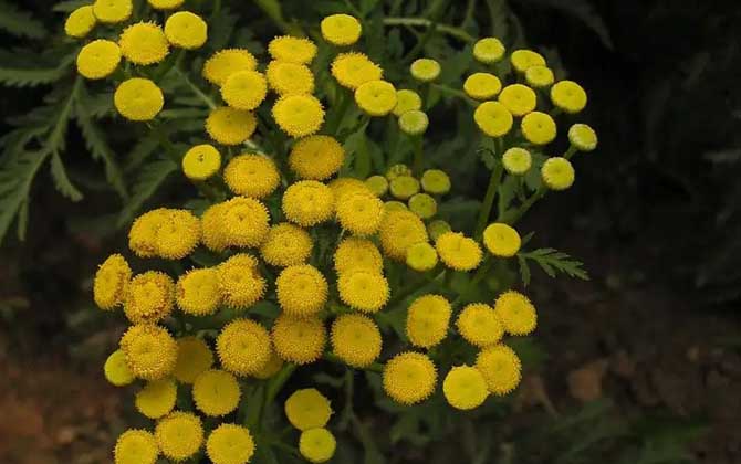 艾菊是什么植物