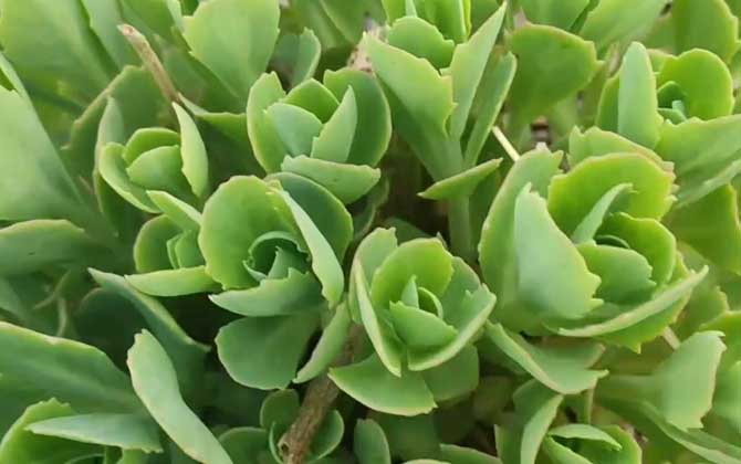 八宝景天是什么植物