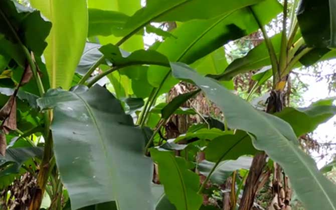 芭蕉是什么植物
